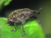 Larinus turbinatus