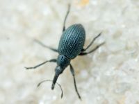 Apioninae