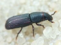 Curculionidae