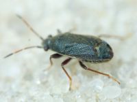 Stygnocoris rusticus