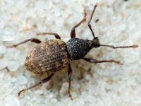 Otiorhynchus raucus
