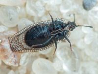 Acalypta marginata
