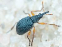 Apionidae
