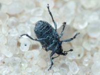 Curculionidae