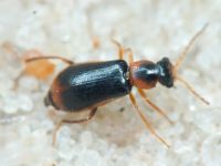 Attalus analis