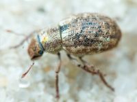 Strophosoma capitatum