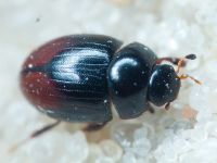 Coleoptera