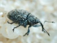 Curculionidae