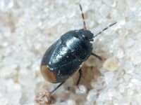 Heteroptera