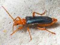 Rhamnusium bicolor
