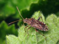 Stictopleurus