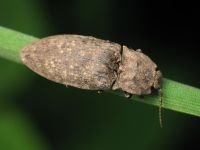 Agrypnus murinus