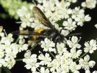 Scolia hirta