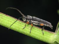 Phytoecia icterica