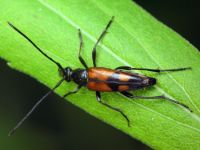 Stenurella bifasciata