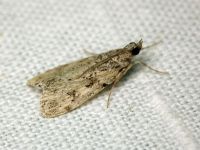 Scoparia