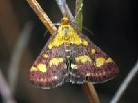 Pyrausta purpuralis