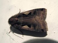 Xestia c-nigrum