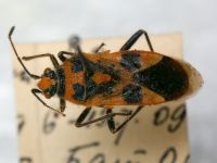 Corizus hyoscyami