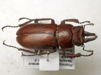Prismognathus subaeneus