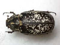 Polyphylla fullo