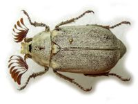 Polyphylla alba