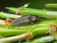 Dicronychus equiseti