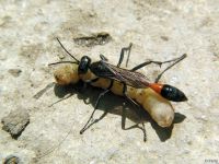 Ammophila sabulosa