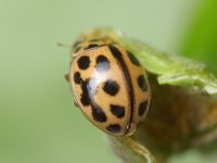 Tytthaspis sedecimpunctata