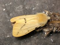 Spilosoma lutea