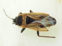 Xanthochilus quadratus