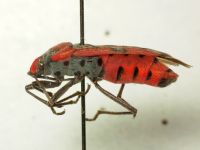 Lygaeus simulans