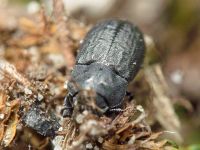 Melanimon tibiale