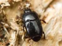Platysoma compressum