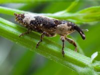 Lixus (Callistolixus) cylindrus