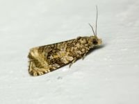 Tortricidae