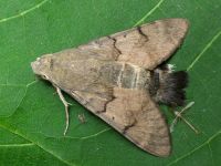 Macroglossum stellatarum