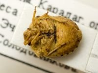 Derula flavoguttata