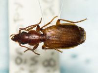 Cymindis vagemaculata