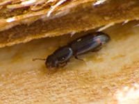 Rhizophagus bipustulatus