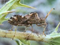 Centrocoris spiniger