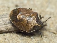 Rubiconia intermedia