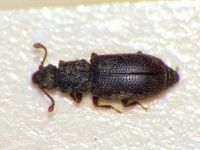 Monotoma punctaticollis