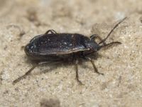 Pyrrhocoris marginatus