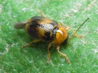 Cryptocephalus (Burlinius) pusillus