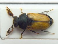 Trachelobrachys kiesenwetteri