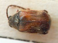 Callosobruchus maculatus