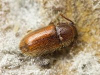 Cryptophagus lycoperdi