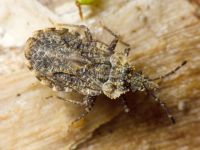 Aradus betulae
