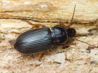Anisodactylus (Anisodactylus) nemorivagus